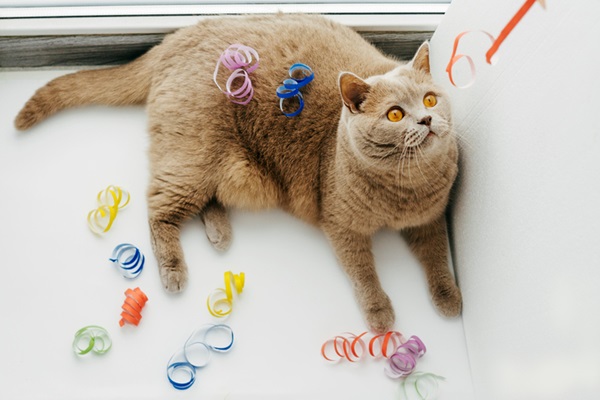 Gato no Carnaval em casa.