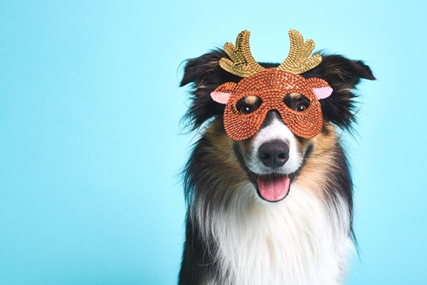 Carnaval para cachorro