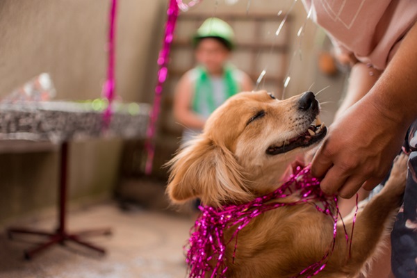 Carnaval de cachorro