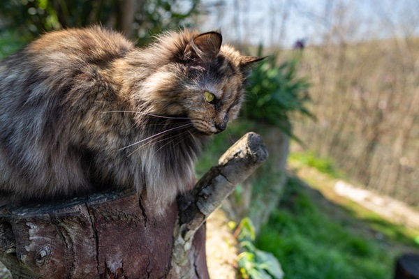 Gato cor escama de tartaruga
