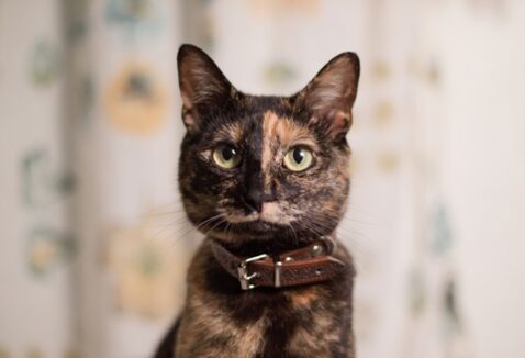 Gato escama de tartaruga: saiba tudo sobre esse felino!
