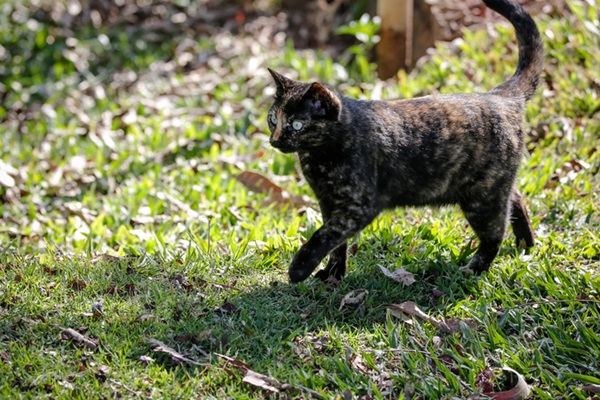 Gato cor escaminha de tartaruga