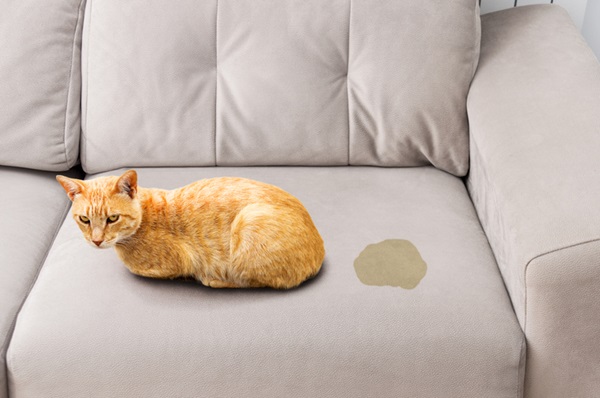 Xixi de gato no sofá.