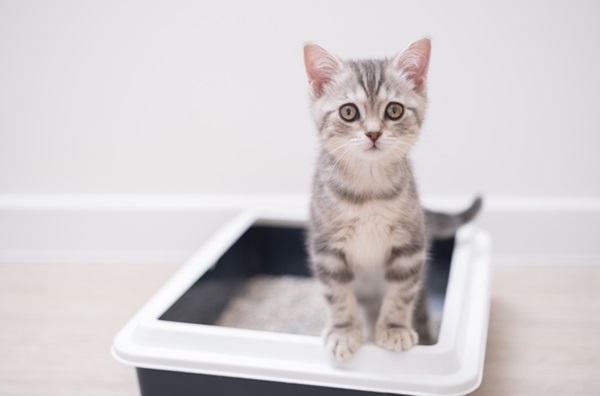 Gato na caixa de areia.