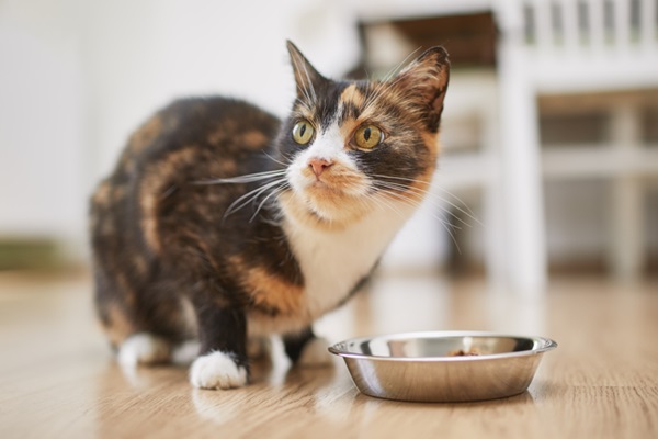 Gato carnívoro 