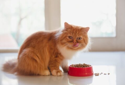 Ração para Gato Persa: como escolher e quais as melhores opções