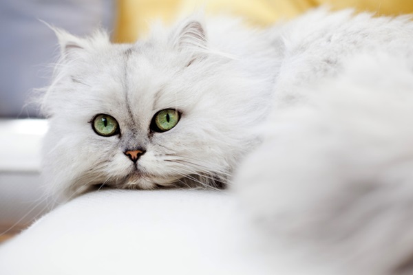 Gato Persa branco