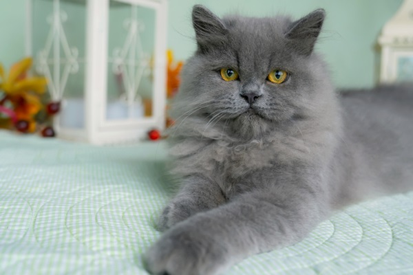 Gato Persa cinza