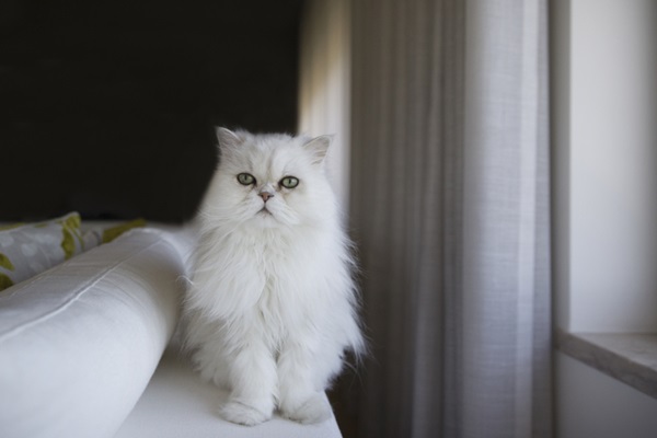 Gato Persa Branco 