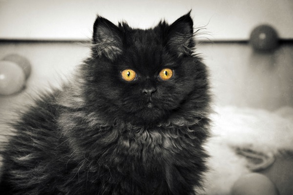 Gato Persa preto