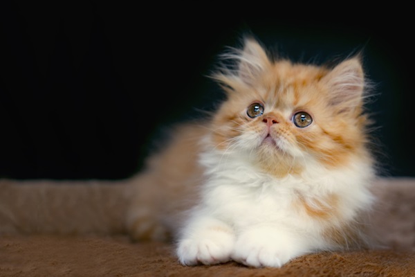 Gato Persa filhote.
