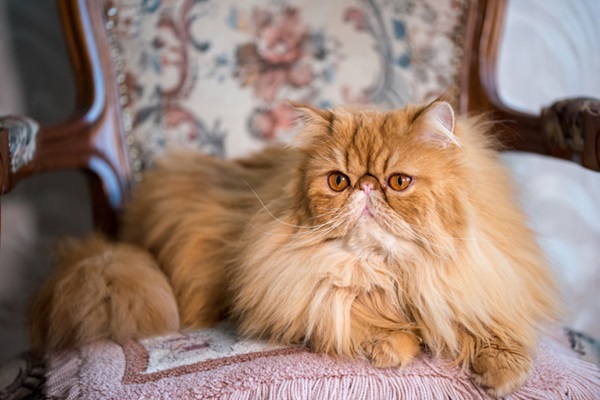 Gato Persa de pelo longo e laranja.
