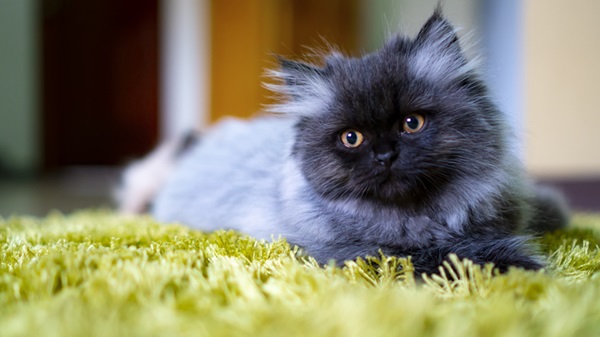 Gato Persa preto e cinza.