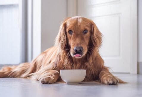 Ração para Golden Retriever: qual a melhor?