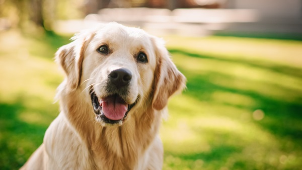 Golden Retriever no parque.