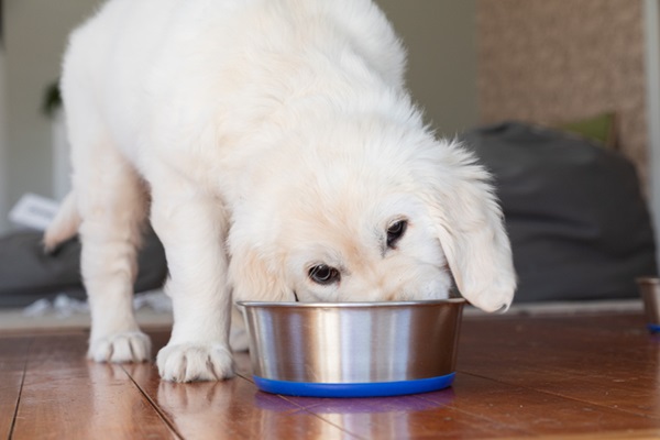 Golden Retriever filhote comendo.
