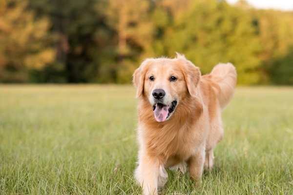 Golden Retriever adulto correndo.