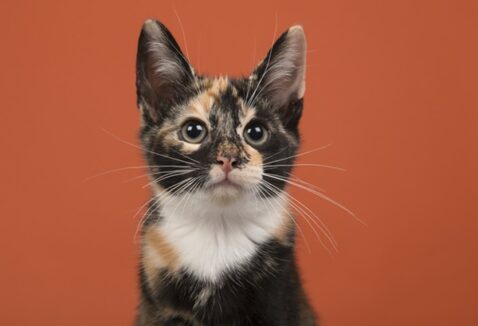 Fevereiro Laranja: saiba tudo sobre a Leucemia Viral Felina
