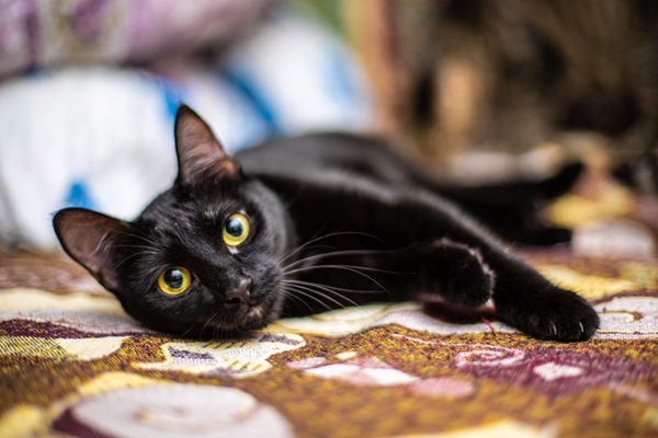 Gato preto deitado