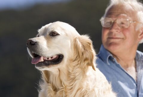 Fevereiro Roxo Pet: entenda se cachorro e gato podem ter Alzheimer