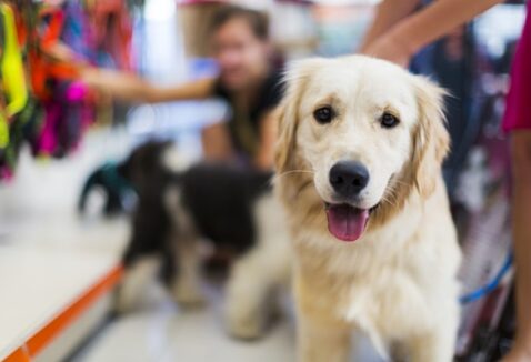 Cupom Petlove: confira opções ativas e como economizar