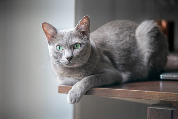 Gato Korat cinza.