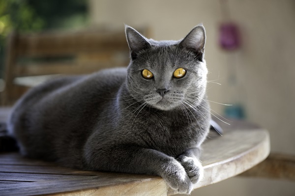 Chartreux gato. 