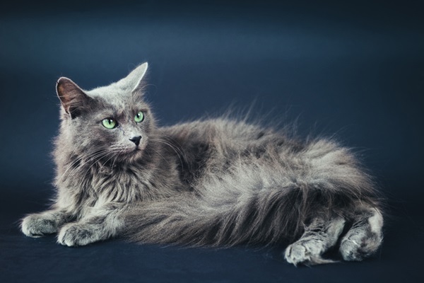 Gato Nebelung.