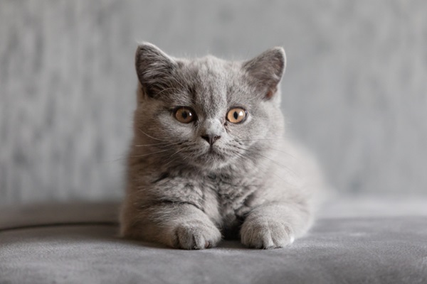 Gato de Pelo Curto Inglês cinza.