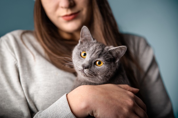 Adoção gato cinza no colo.