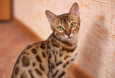 Gato Bengal: conheça essa raça de gato que parece onça