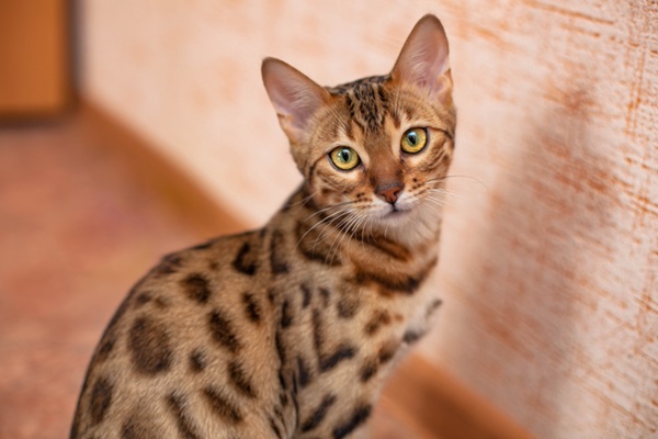 Gato Bengal: conheça essa raça de gato que parece onça