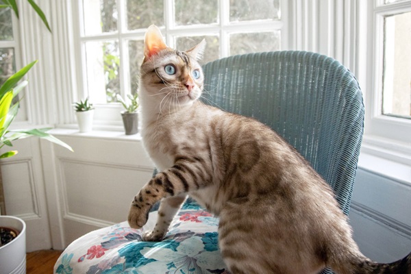 Gato Bengal branco.