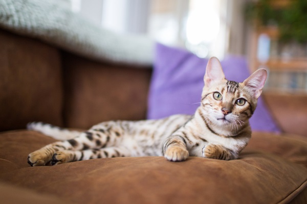 Gato de bengala.