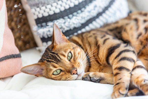 Gato bengal deitado.