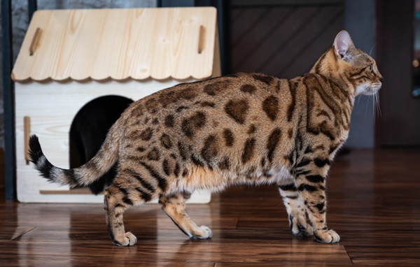Pelo do gato bengal. 