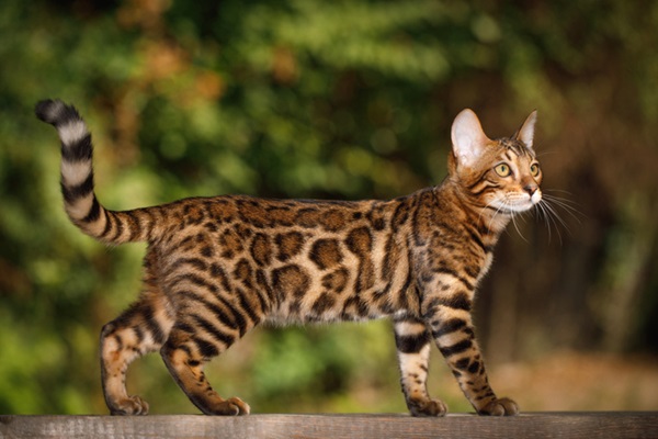 Gato bengal de lado. 