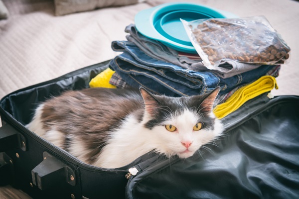 Gato em mala de viagem.