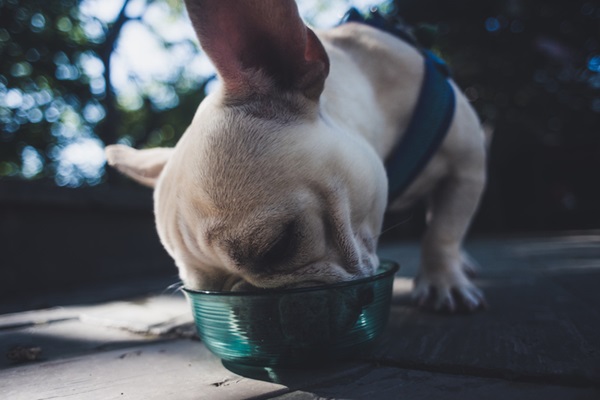 Cachorro comendo em viagem.