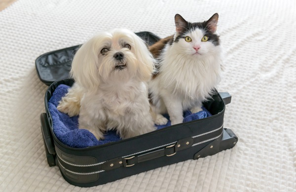 Cachorro e gato dentro de mala de viagem.