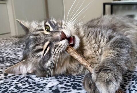 Conheça o matatabi para gatos: uma alternativa do catnip
