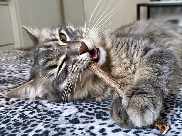 Conheça o matatabi para gatos: uma alternativa do catnip