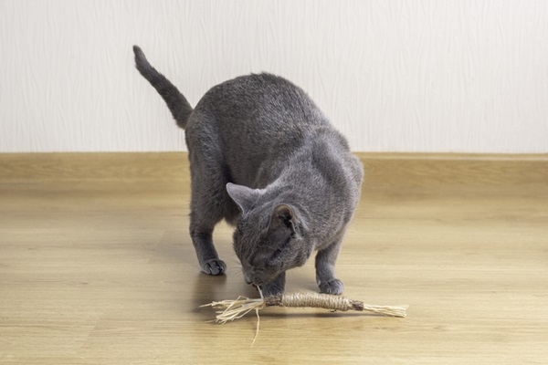 Gato brincando com brinquedo.