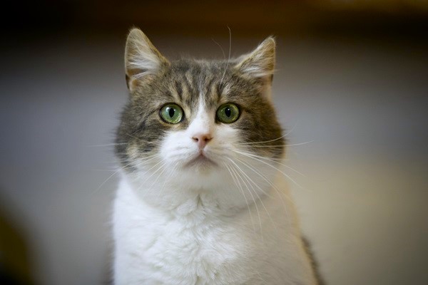 Gato com síndrome de Down existe? Entenda os sintomas e cuidados