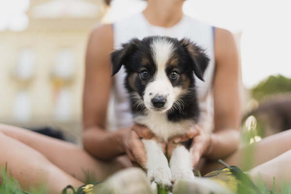 Cachorro filhote no colo de pessoa.