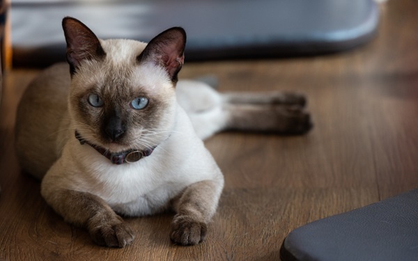 Gato deitado no chão