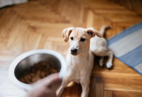 Ração natural: razões para apostar nessa opção para o seu pet