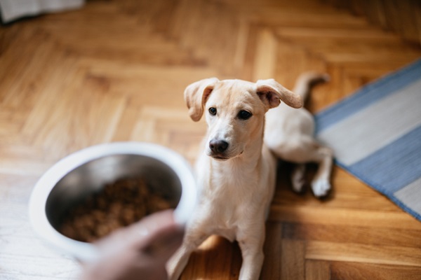 Cachorro olhando para pote de ração.