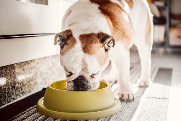 Cachorro comendo em pote de ração.