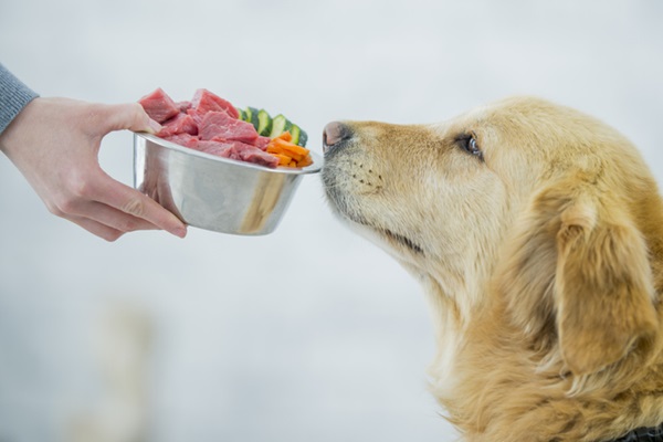 Alimentação natural para cachorro. 